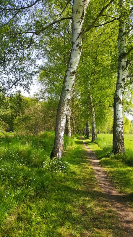 Waldweg mit Birken